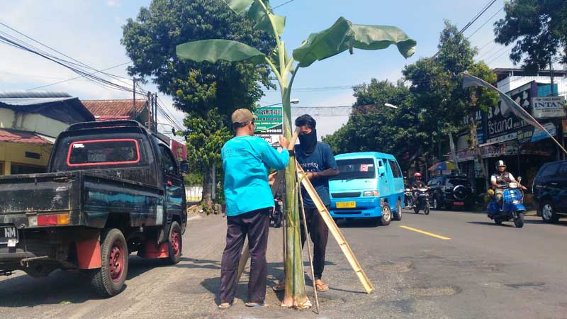 Banyak Berlubang, Jalan Nasional Ditanami Pisang