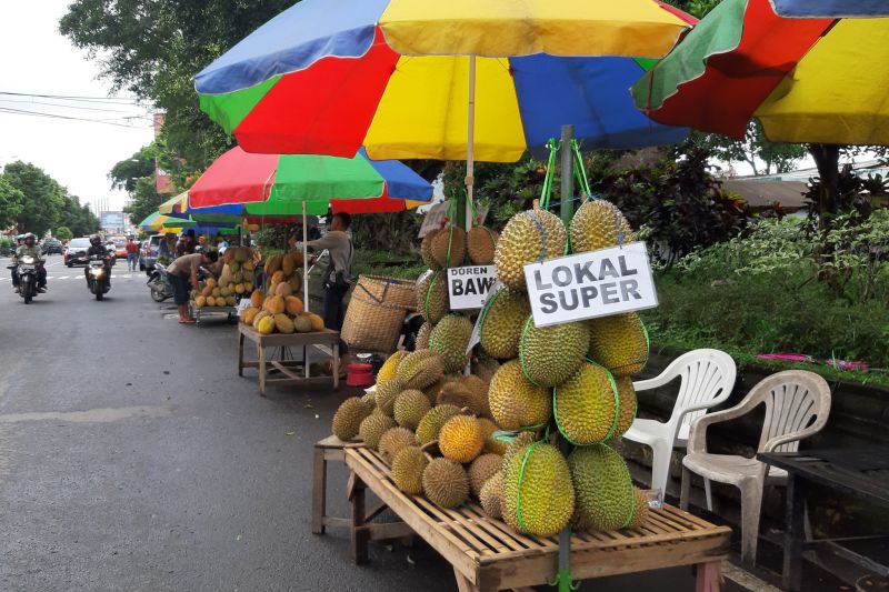 Meningkat, Panen Raya Durian Capai Lebih dari 150 Ribu Kwintal