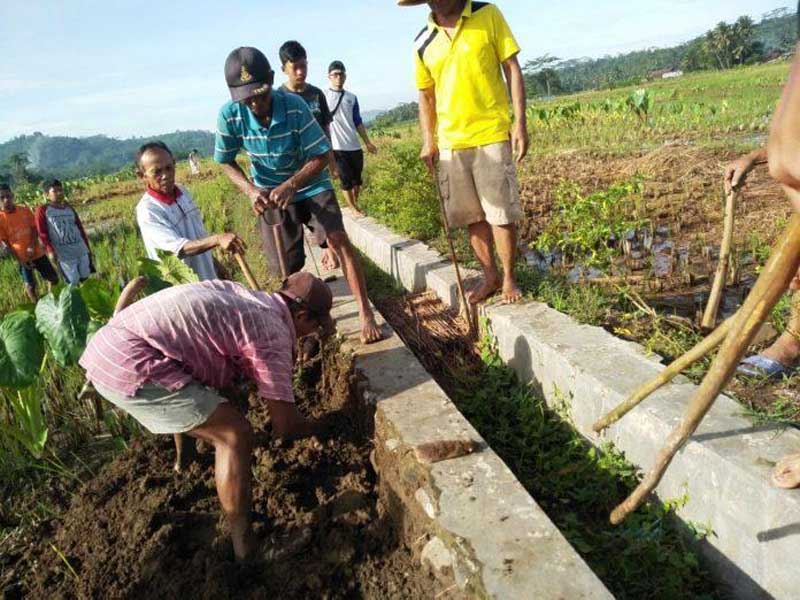 Sawah Puso, Warga Tajug Lakukan Gropyokan Tikus