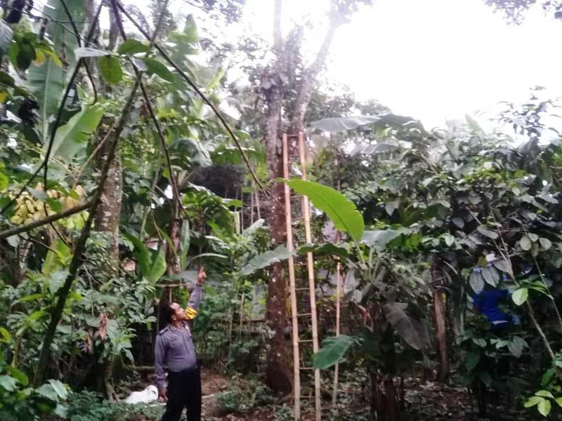 Jatuh dari Pohon, Warga Bobotsari Meninggal