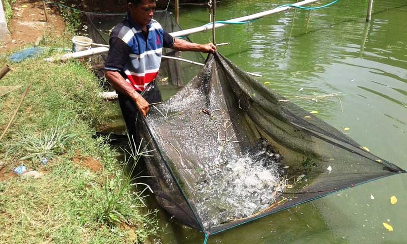 Cuaca Buruk,  Produksi Benih Ikan Tinggal Seperempat