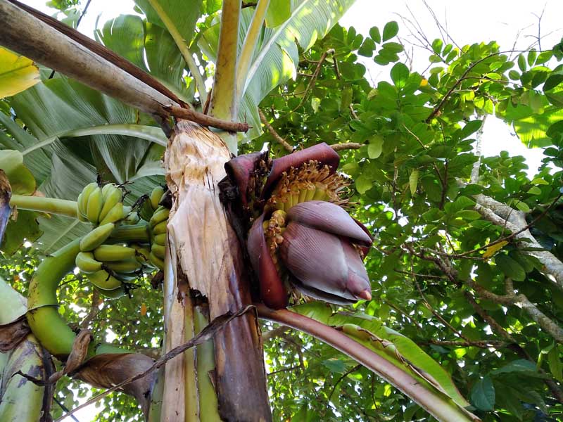 Tandan Pisang Keluar dari Batang