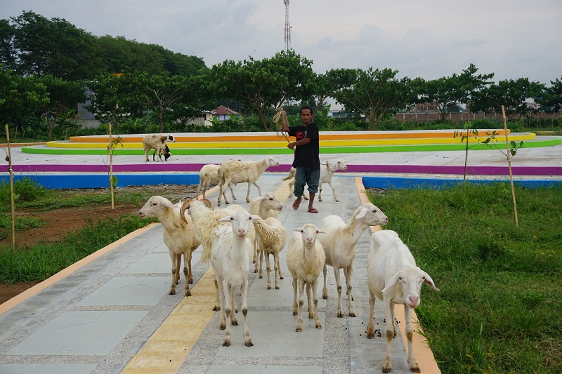 Hutan Kota Kebumen Jadi Tempat Gembala Kambing