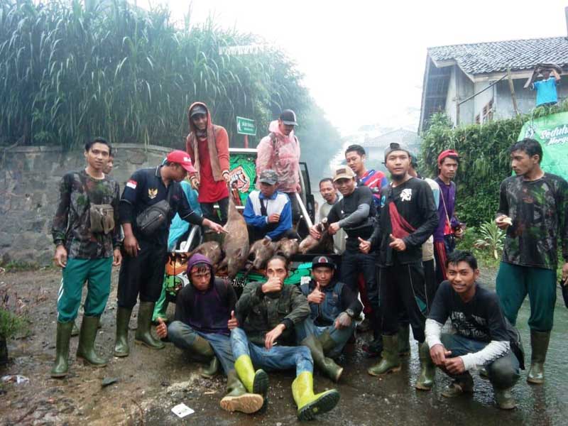Porbi Perang Melawan Gerombolan Babi