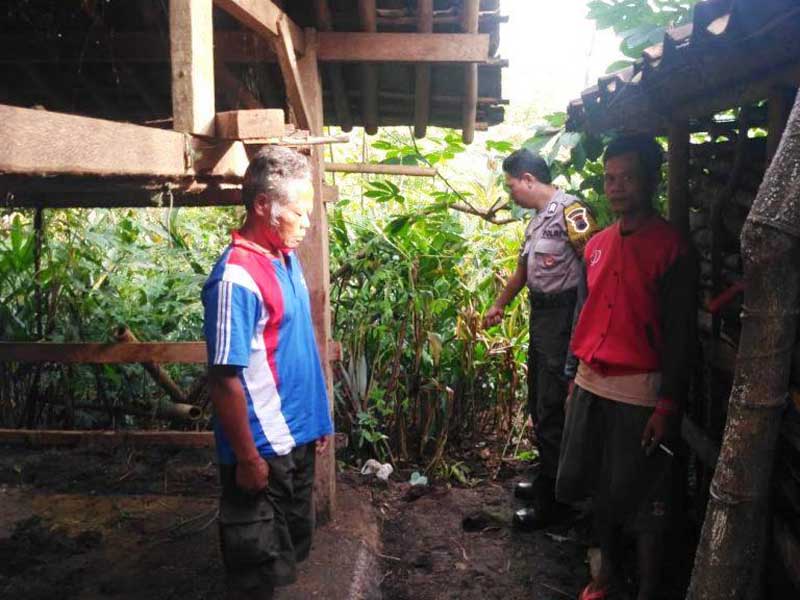 Sikat Dua Ekor Sapi, Maling Tinggalan Sabuk dan Sandal