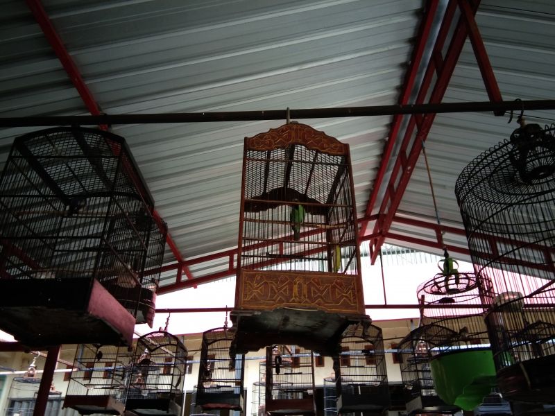 Satwa yang Dilindungi, Pedagang Burung Cucak Ijo Akui Belum Ada Sosialisasi
