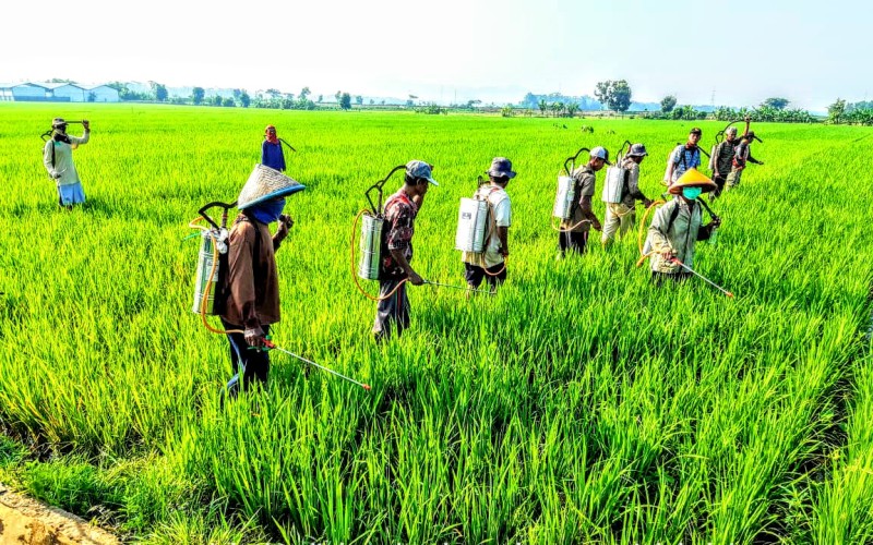 Mayoritas Sawah Diserang Wereng