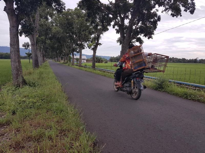 Belum Tersentuh Jaringan PLN,  Ruas Karangtengah-Sumilir Gulita