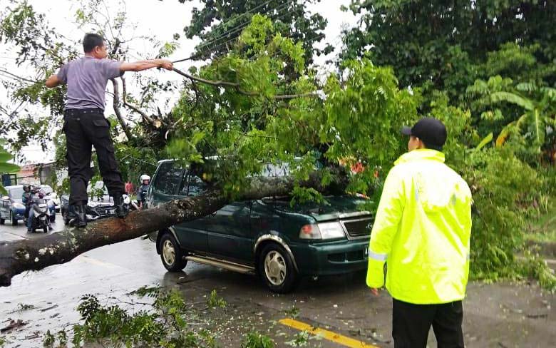 Pohon Tumbang di Tambak Timpa Mobil Melintas