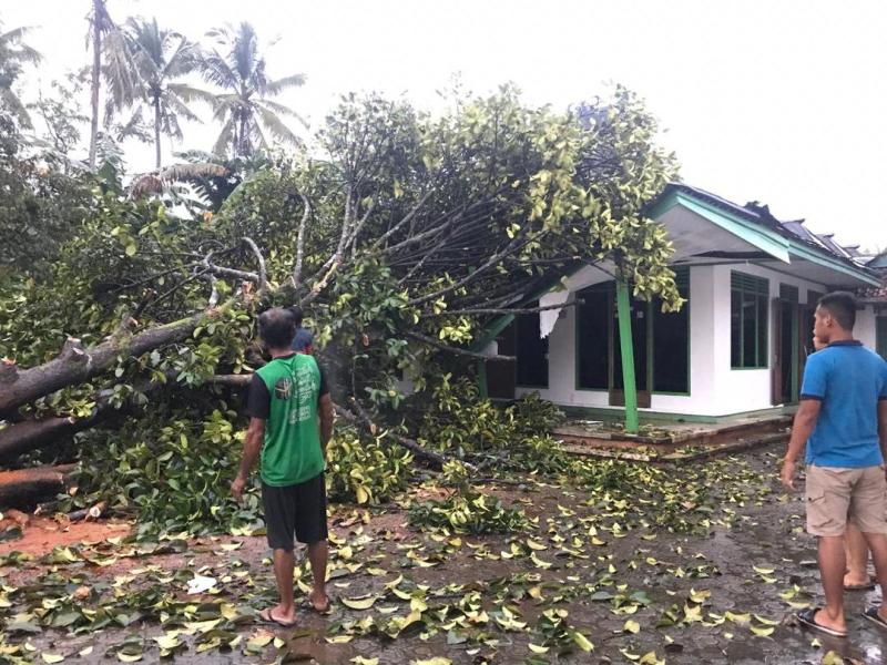 Pohon Tumbang di Kejobong, Rusak Empat Rumah