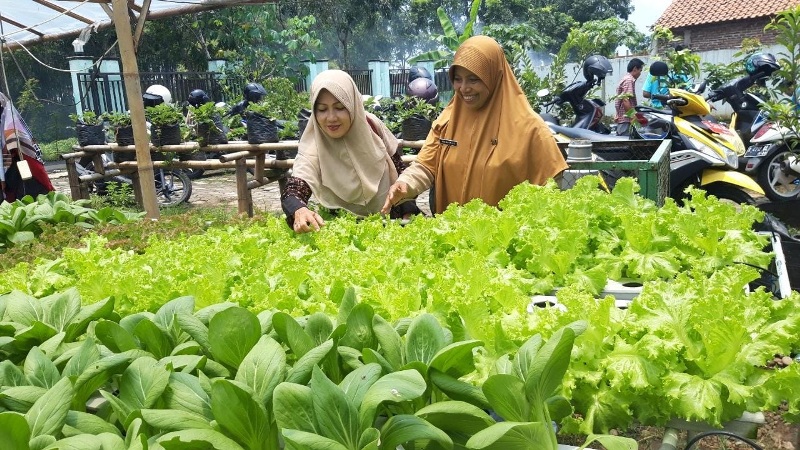 BPP Padamara Kenalkan Pertanian Hidroponik