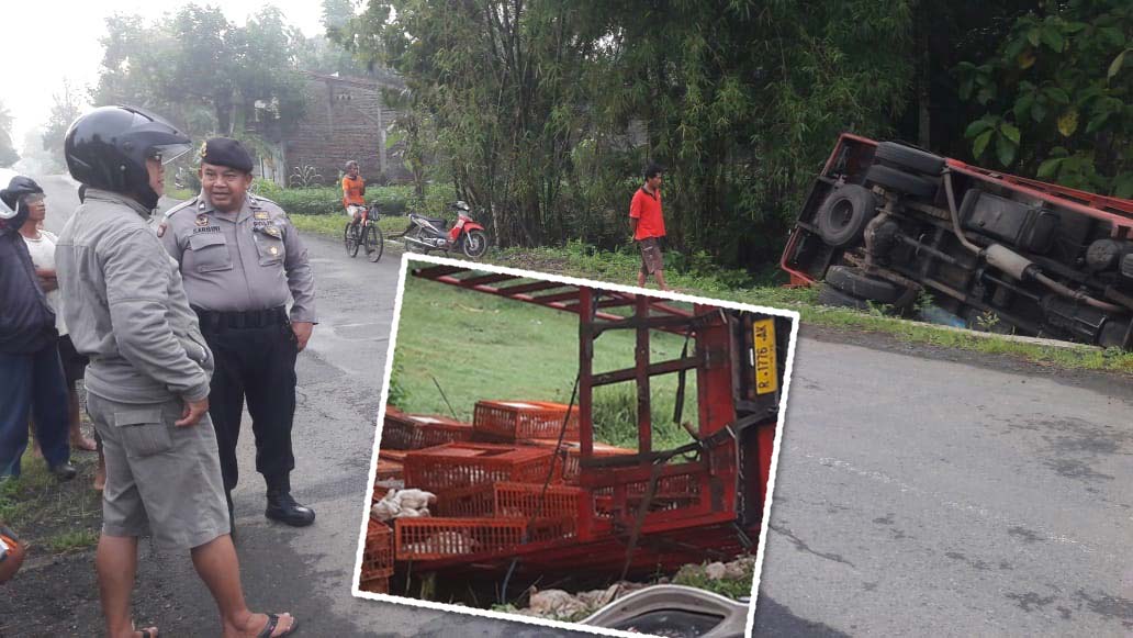 Ngantuk, Truk Bermuatan Ayam Terguling di Ruas Jalan Raya Kedungbenda