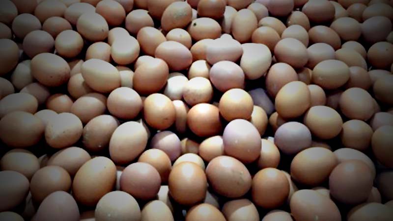 Telur Bansos Dikeluhkan Tidak Layak Konsumsi