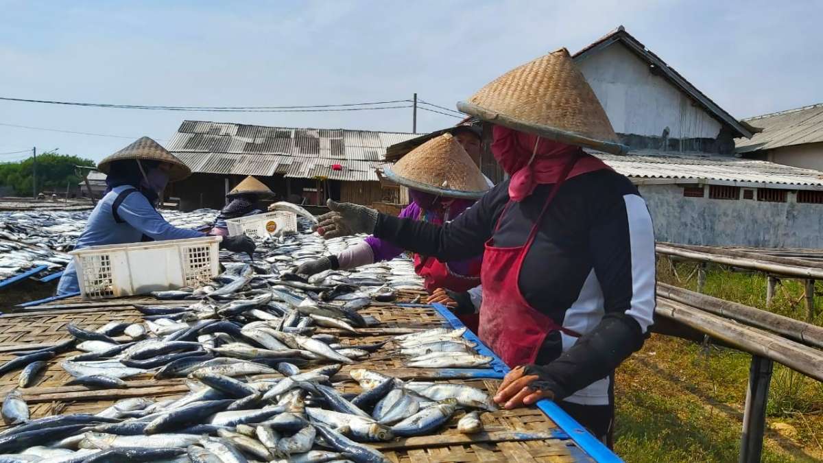 Pembuat Ikan Asin di Pelabuhan Jongor, Tegalsari, Kota Tegal, Banjir Permintaan