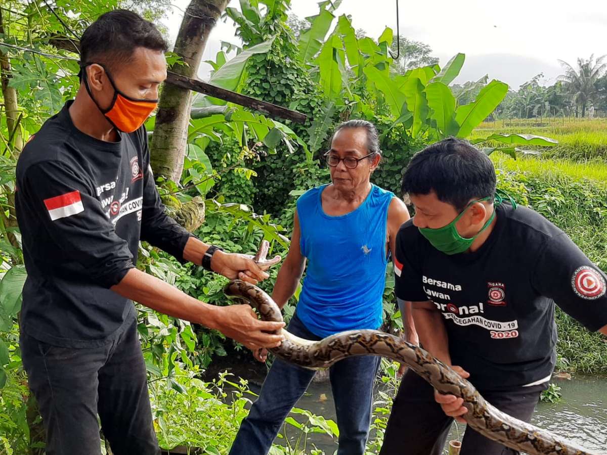 Ngeri, Ular Sepanjang 2,5 Meter Gegerkan Warga Tanjung Elok