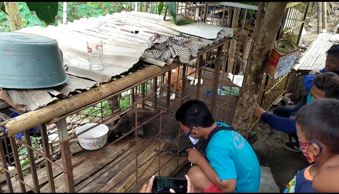 Celeng di Desa Pekuncen Jatilawang Bikin Heboh Warga, Berat 12 Kg, Jari Seperti Jari Ayam