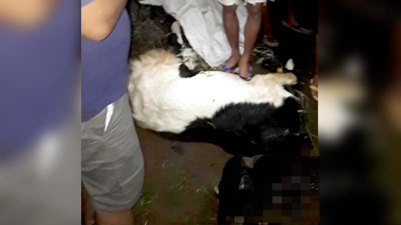 Pocong Cs Dituding Aniaya Kambing di Desa Karangnangka, Purbalingga