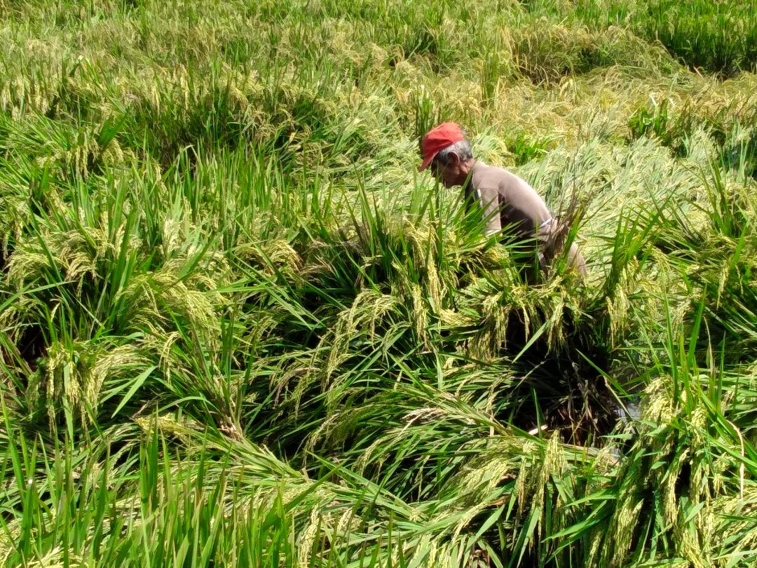 2.090 Petani Terdampak Covid 6 Kecamatan di Banyumas Akan Diberi Bantuan