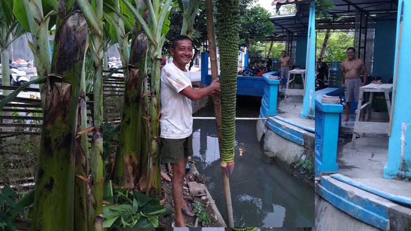 Wow, Pohon Pisang Milik Purnawirawan Polri Berbuah Seribu, Panjang Sampai 3 Meter