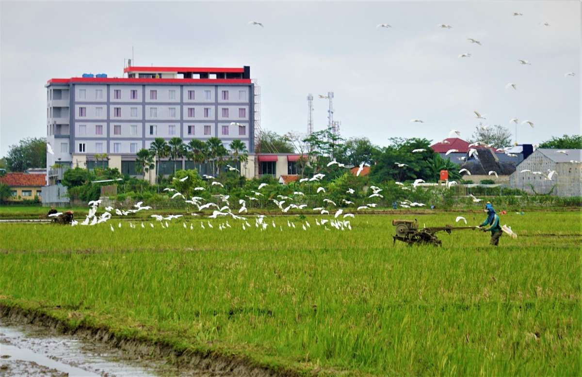 Burung Kuntul Ternyata Ampuh Untuk Basmi Hama di Sawah