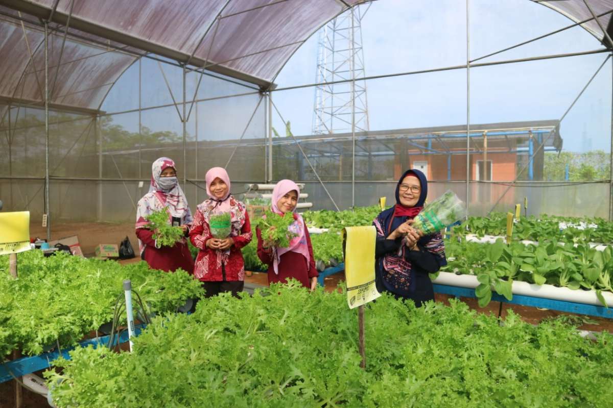 Inovasi Pertanian Moderen, UMP Tingkatkan Softskill Mahasiswa, Hingga Panen Sayuran Hidroponik