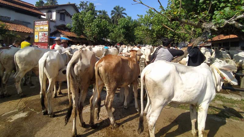 Jelang Idul Adha, Penjualan Hewan Kurban Sepi Pembeli
