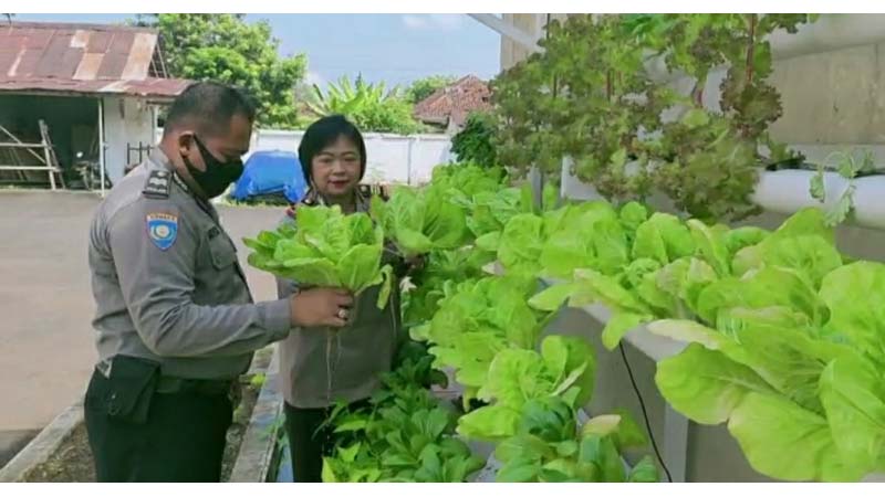 Dukung Ketahanan Pangan, Polsek Kalibagor Manfaatkan Lahan Untuk Bercocok Tanam