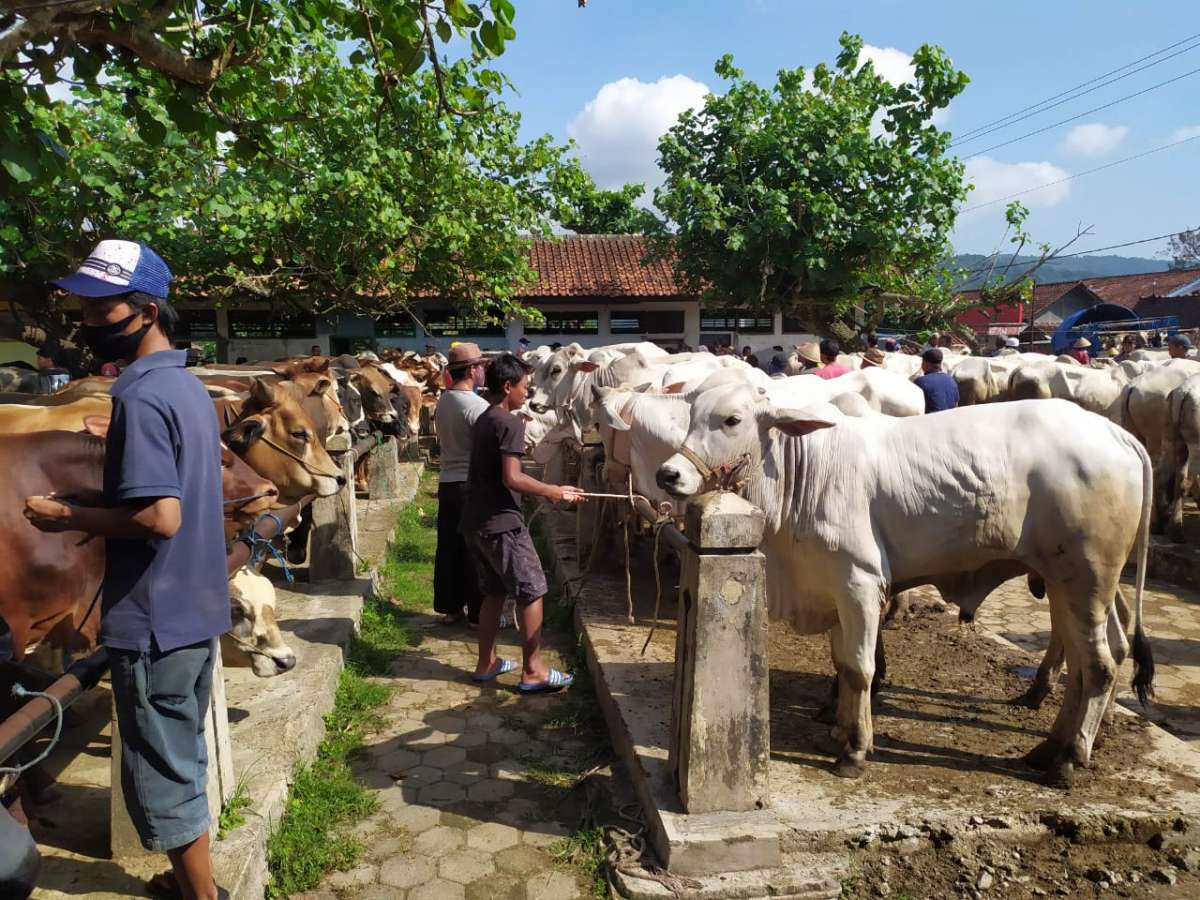 Kemenag Banyumas: Panitia Pemotongan Hewan Kurban Wajib Bawa Pisau Sendiri