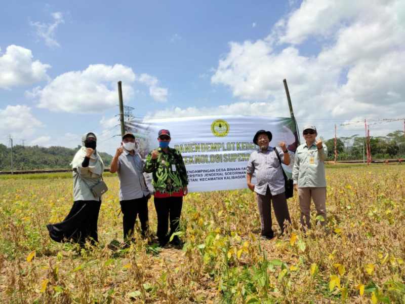 Teknologi Superbodi Bikin Sukses Panen Kedelai