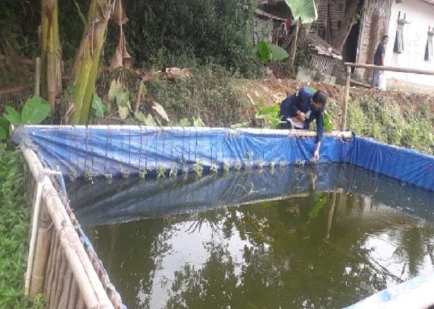 Mahasiswa KKN Undip buat POC dan Aquaponik Sebagai Peluang Usaha di Saat Pandemi