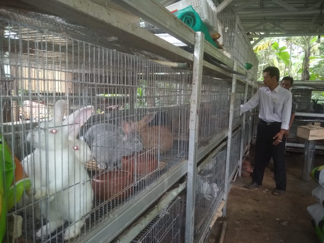 Peluang Bisnis di Masa Pandemi Terbuka Lebar, Beternak Kelinci Bisa Jadi Ladang Bisnis