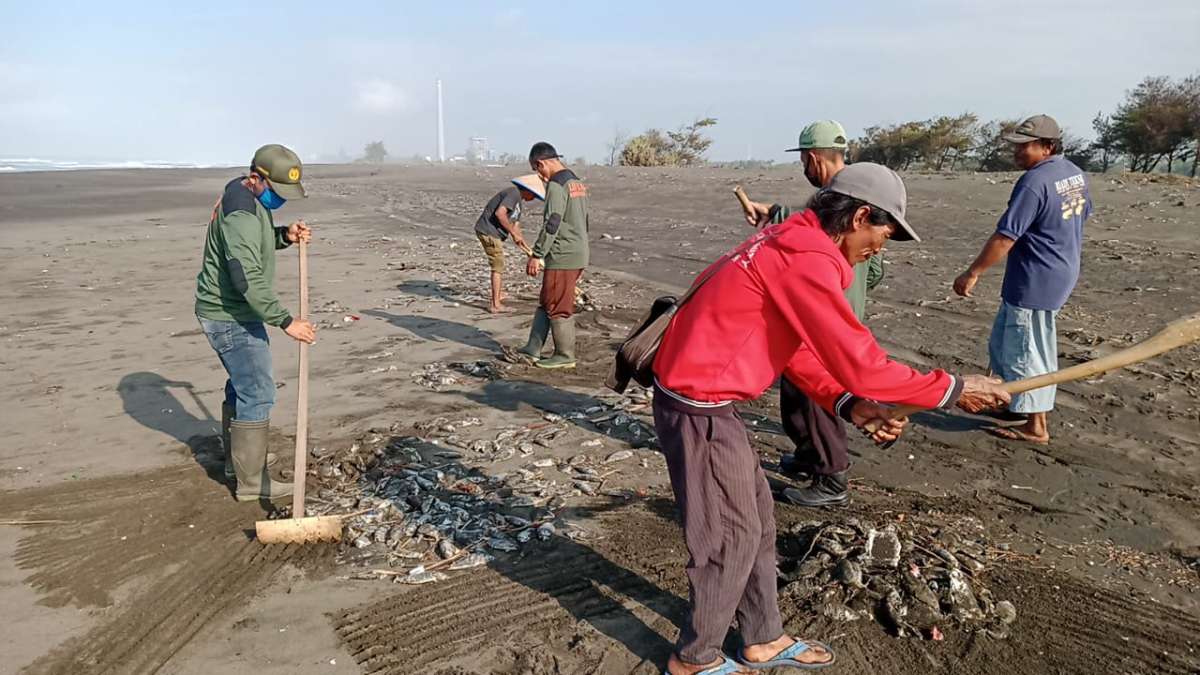 Setelah Bangkai Penyu Mendarat, Kini Ribuan Ikan Siro Terdampar Mati di Pantai Bunton Adipala