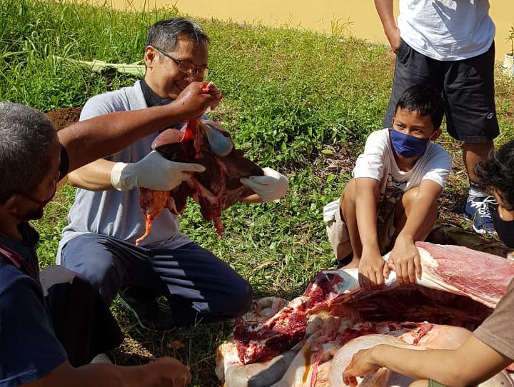 Puluhan Sapi Kurban Idap Cacing Hati di Banyumas