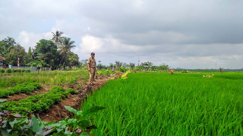 Pembangunan Kolam Ikan di Tanah Kas Pemerintah Desa Karangjati Kemranjen Mangkrak, Dialihkan Lagi ke Sawah