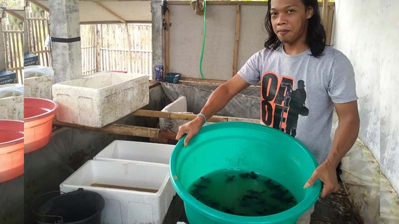 Akhir Pekan Mendatang, 260 Anak Penyu atau Tukik di Kalibuntu Siap Dilepasliarkan di Klirong