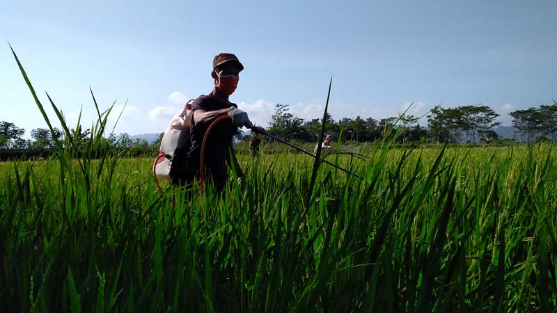 5 Hektare Sawah Diserang Nod Blast di Tambak, Masih Gejala Ringan, Awas Daerah Lain