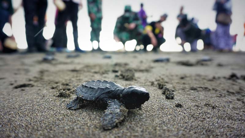 Ratusan Tukik Dilepaskan di Pantai Laguna Kebumen