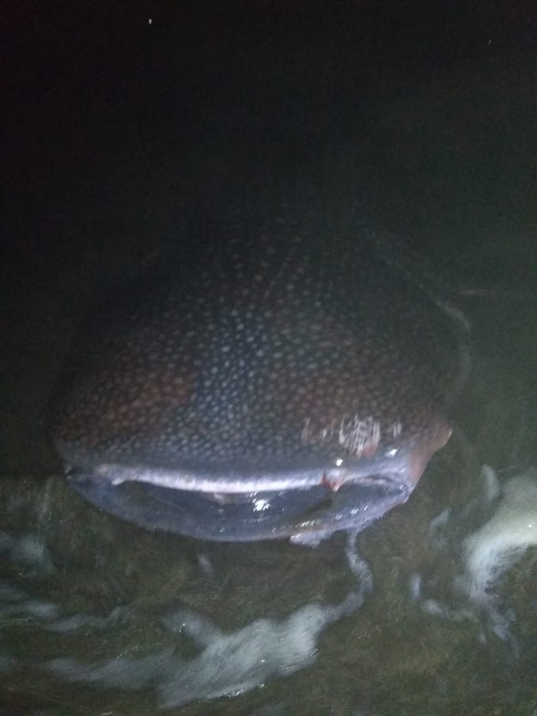 Hiu Trotol Panjang 8 Meter Terluka di Mulut, Menepi ke Pantai Bopong Kebumen