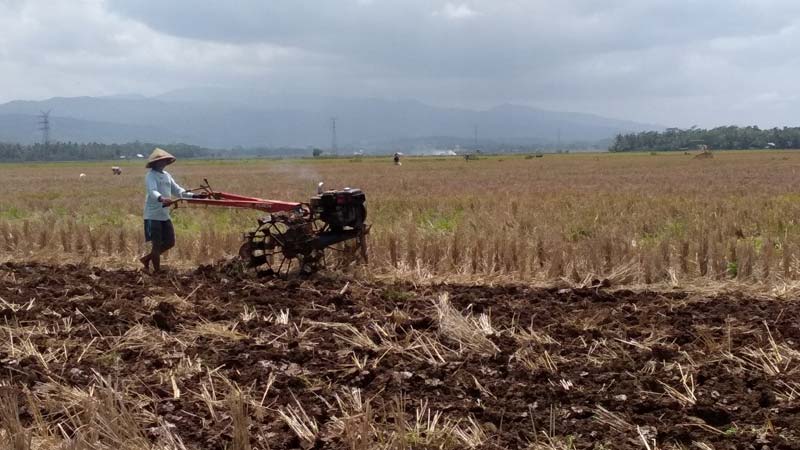Musim Tanam Rendeng, Provinsi Kirimi Surat Waspada Tiga Hama