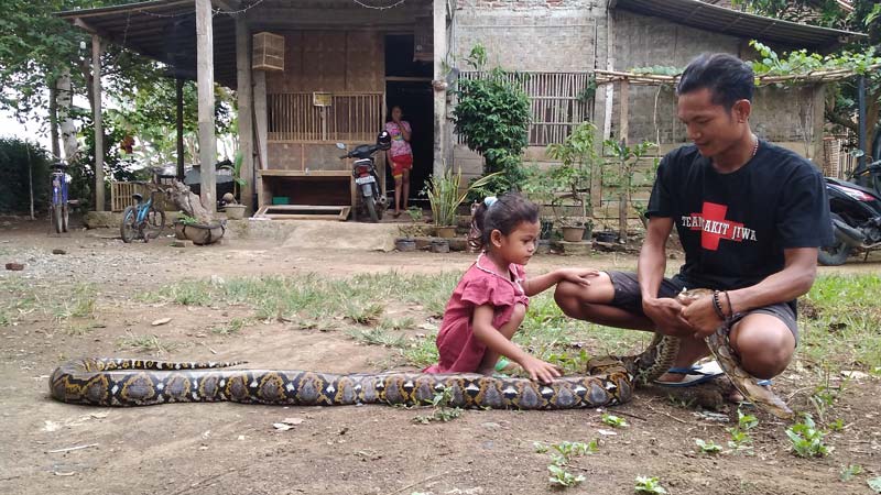 Ular Sanca Kembang Jadi Tontonan