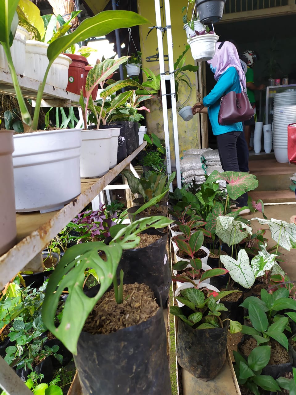 Trend Tanaman Hias, Janda Bolong Harganya Fantastis