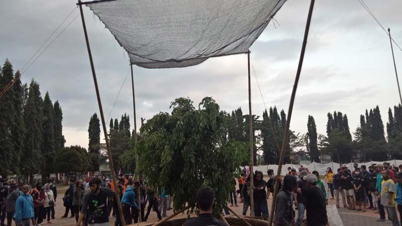 Alun-alun Purbalingga Kembali Ditanami Beringin Pemberian dari Warga Banyumas