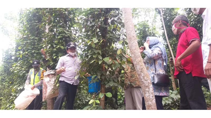 Sempat Lesu Sampai Buang Tanaman Lada, Kini Lada Banjarnegara Siap Tembus Pasar Ekspor