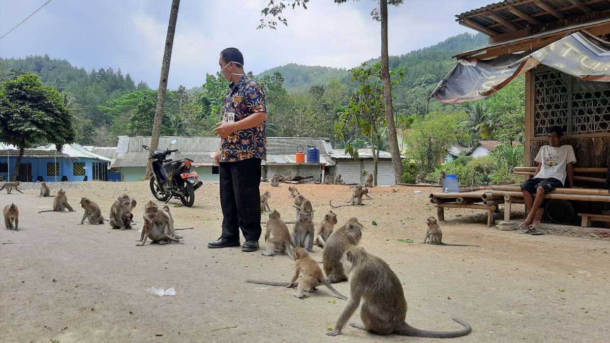 Kades Cikakak Hadapi Monyet ke Pemukiman Warga, Berharap Bantuan Penyediaan Makanan