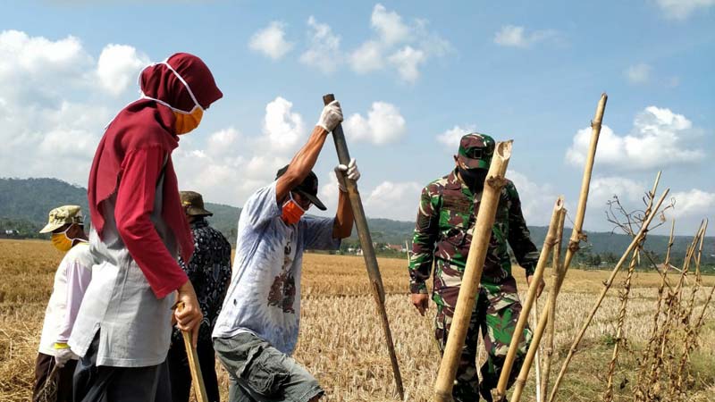 Petani Kedunguter Mulai Rutin Gropyokan Tikus