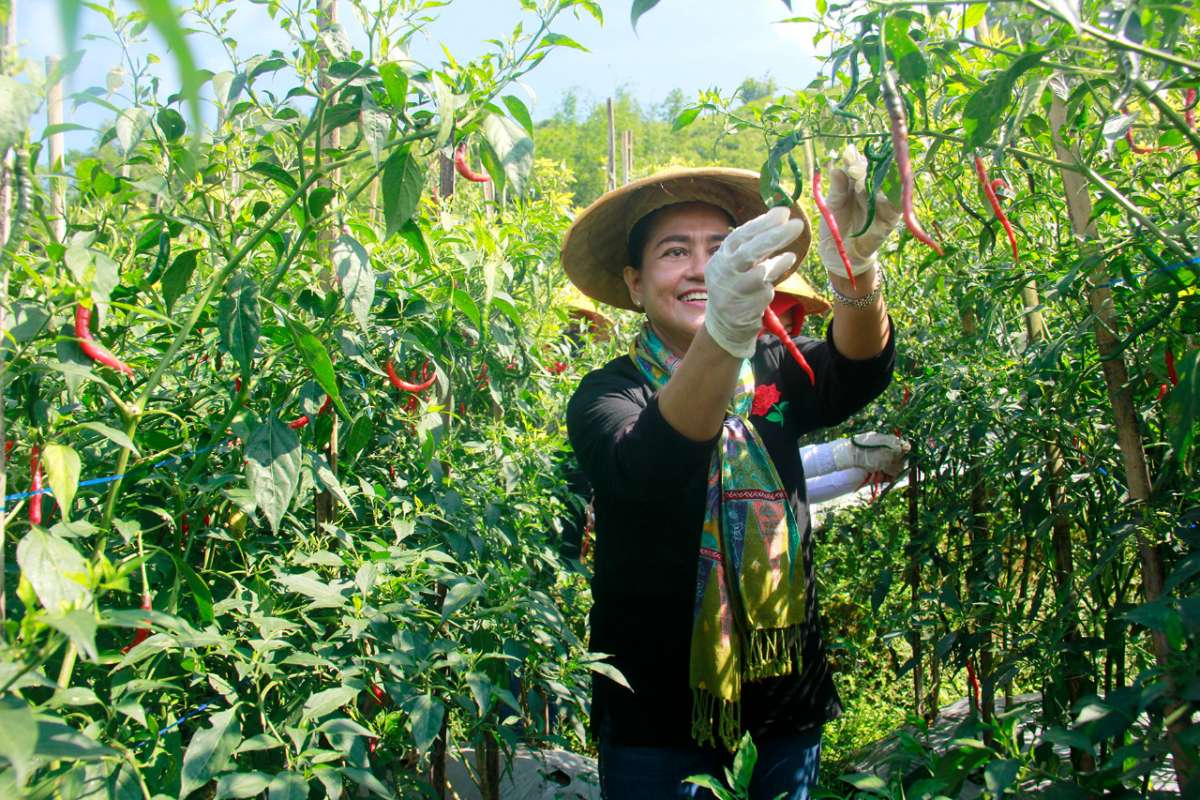 Harga Sayuran di Tingkat Petani Anjlok, Diborong PKK Banjarnegara