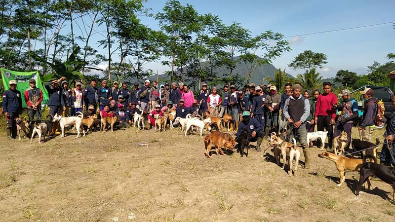 Awas! Serangan Babi Hutan Makin Menjadi, 200 Anjing Dikerahkan untuk Berburu