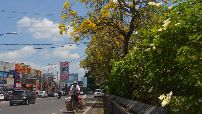 Tabebuya di Kota Purwokerto Bermekaran, Jalan di Kota Dibuat Berciri Khas Bunga