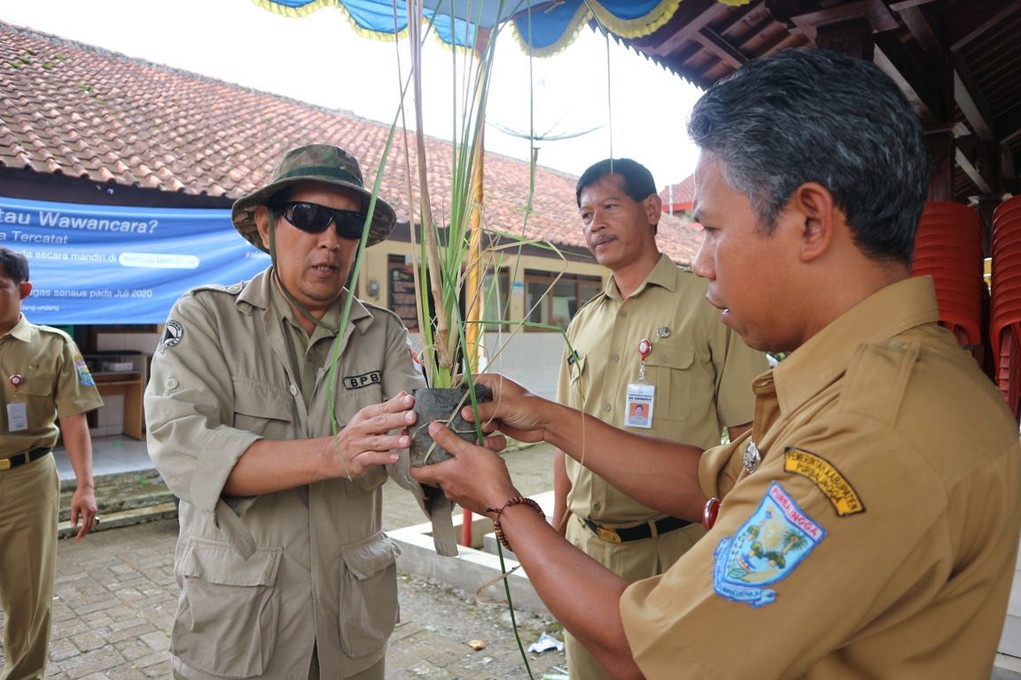 Cegah Longsor, BPBD Purbalingga Tanam Rumput Vetiver atau Tanaman Akar Wangi, Panjang Akar Bisa 1,5 Meter