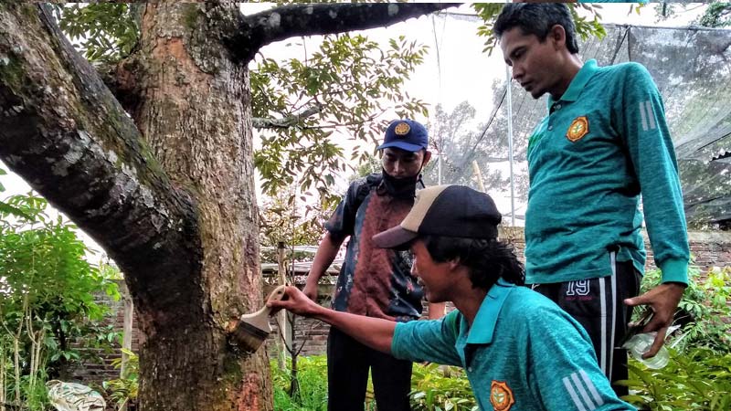 Petani Durian Terkendala Hama
